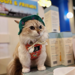 Community furkid