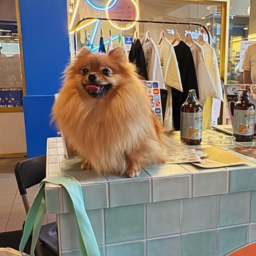 Community furkid