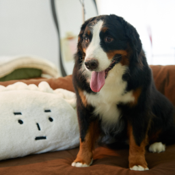 Community furkid